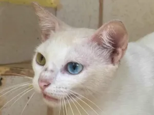 Gato raça Siamês idade 7 a 11 meses nome Não sei