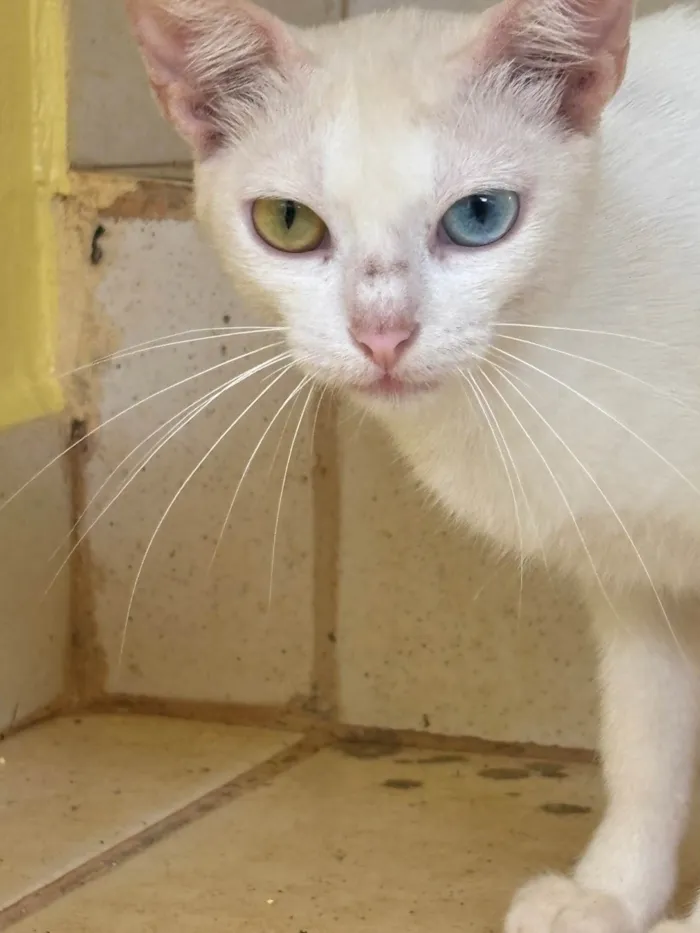 Gato ra a Siamês idade 7 a 11 meses nome Não sei