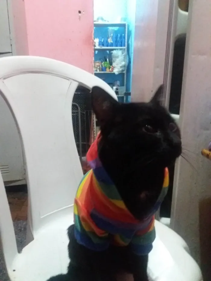 Gato ra a SRD-ViraLata idade 7 a 11 meses nome Sebastian Bha