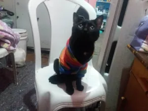Gato raça SRD-ViraLata idade 7 a 11 meses nome Sebastian Bha