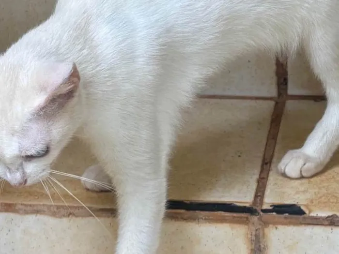 Gato ra a Siamês idade 7 a 11 meses nome Não sei