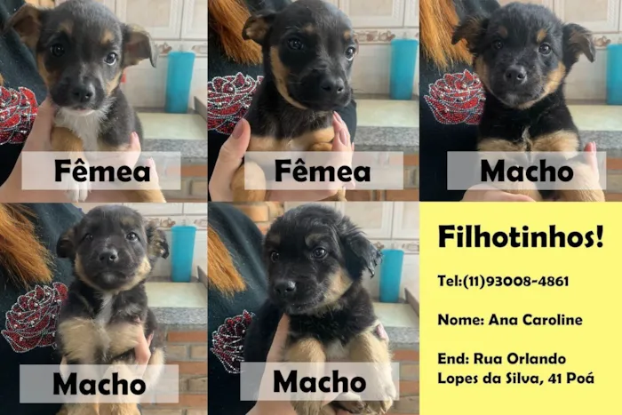 Cachorro ra a SRD-ViraLata idade Abaixo de 2 meses nome Titãn, Pérola, Cinzinha, Mordisca 