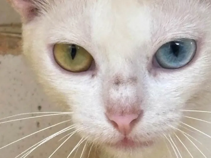 Gato ra a Siamês idade 7 a 11 meses nome Não sei