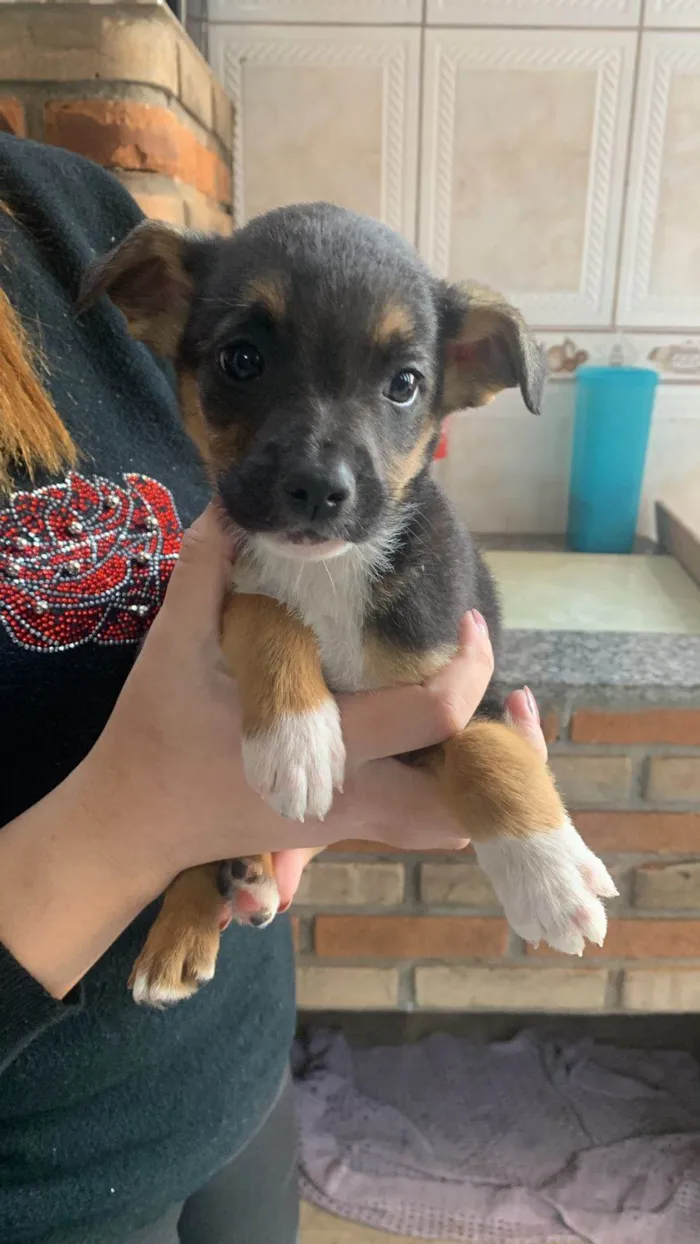 Cachorro ra a SRD-ViraLata idade Abaixo de 2 meses nome Titãn, Pérola, Cinzinha, Mordisca 