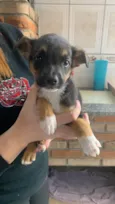 Titãn, Pérola, Cinzinha, Mordisca