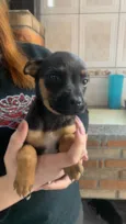 Titãn, Pérola, Cinzinha, Mordisca
