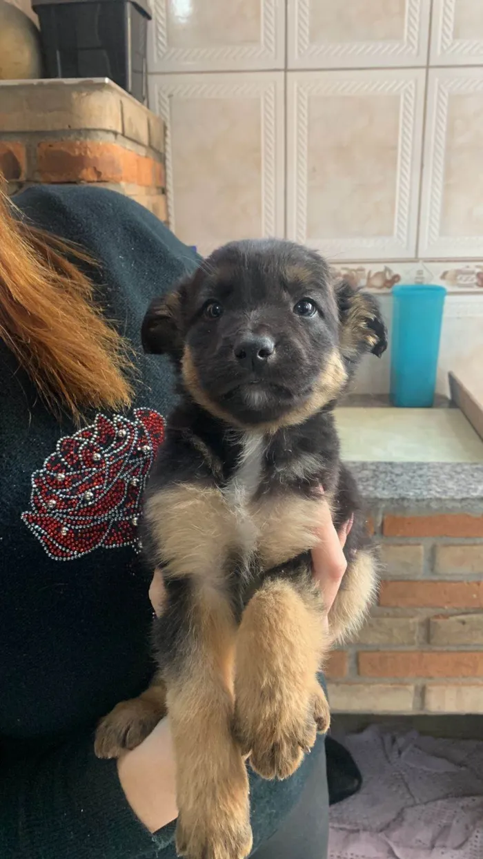 Cachorro ra a SRD-ViraLata idade Abaixo de 2 meses nome Titãn, Pérola, Cinzinha, Mordisca 