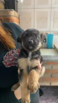 Titãn, Pérola, Cinzinha, Mordisca