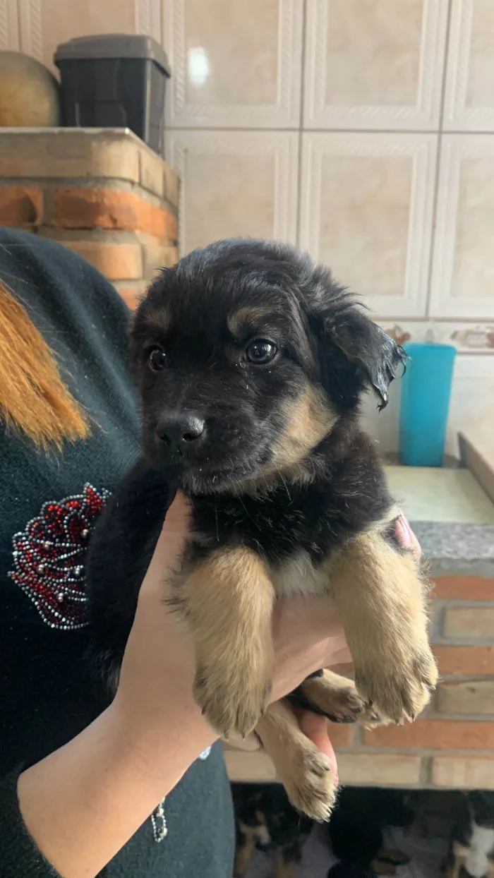 Cachorro ra a SRD-ViraLata idade Abaixo de 2 meses nome Titãn, Pérola, Cinzinha, Mordisca 