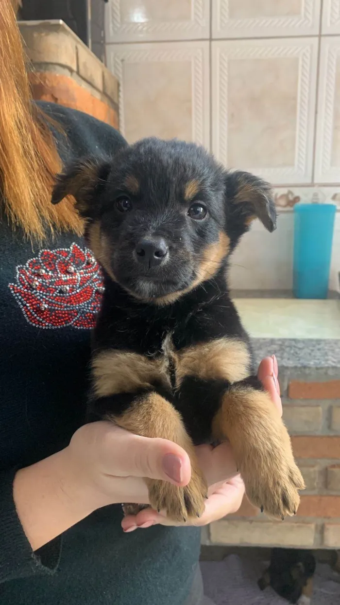 Cachorro ra a SRD-ViraLata idade Abaixo de 2 meses nome Titãn, Pérola, Cinzinha, Mordisca 