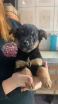 Titãn, Pérola, Cinzinha, Mordisca