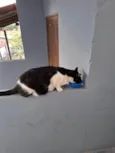 Pipoca
