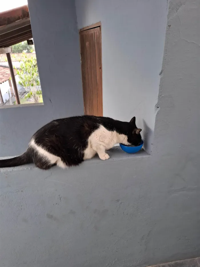 Gato ra a SRD-ViraLata idade 6 ou mais anos nome Pipoca