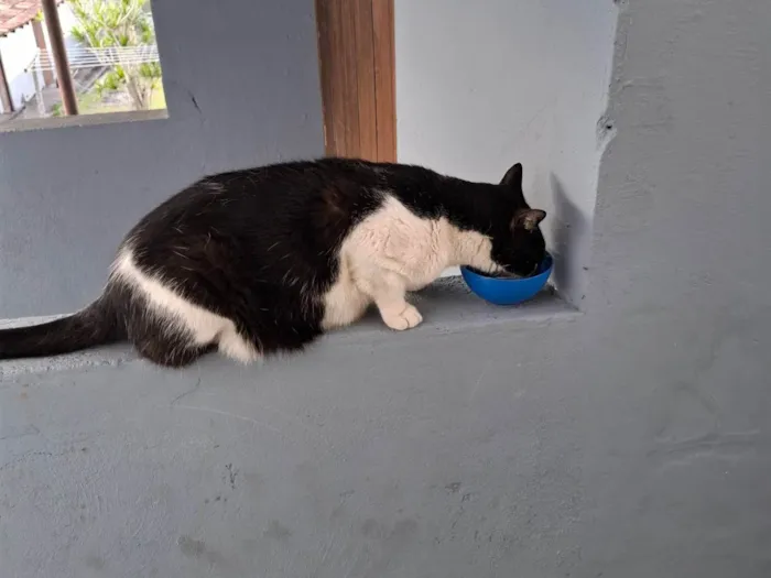 Gato ra a SRD-ViraLata idade 6 ou mais anos nome Pipoca