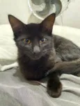 Pretinha