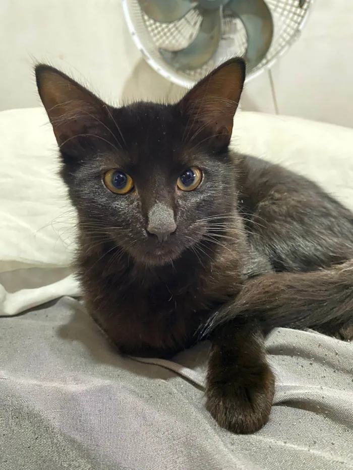 Gato ra a SRD-ViraLata idade 2 a 6 meses nome Pretinha