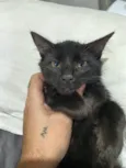 Pretinha