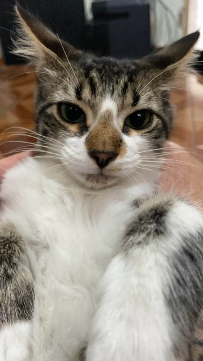 Gato ra a SRD-ViraLata idade 2 a 6 meses nome Triguinha
