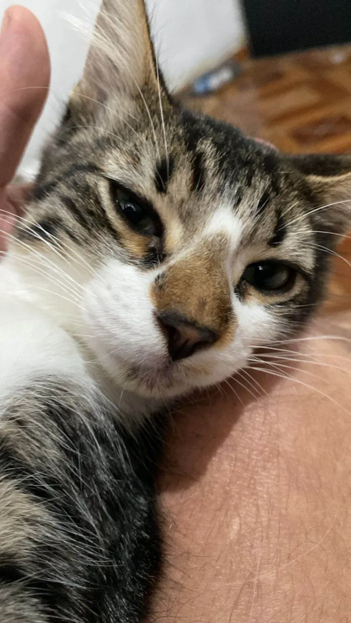 Gato ra a SRD-ViraLata idade 2 a 6 meses nome Triguinha