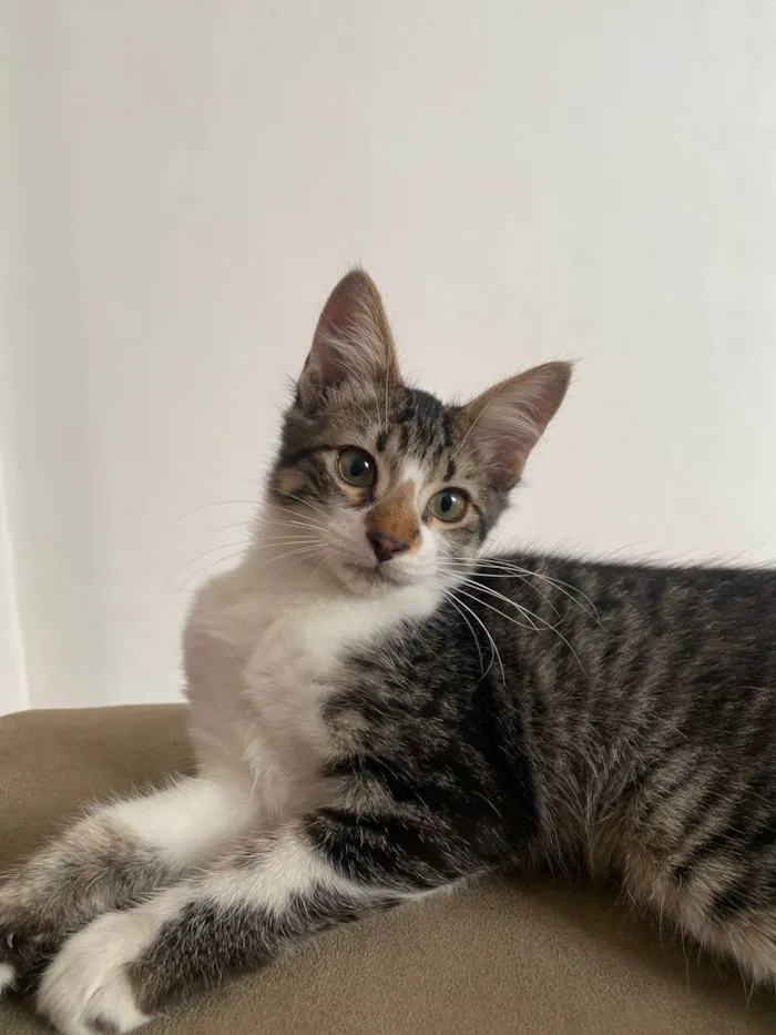 Gato ra a SRD-ViraLata idade 2 a 6 meses nome Triguinha