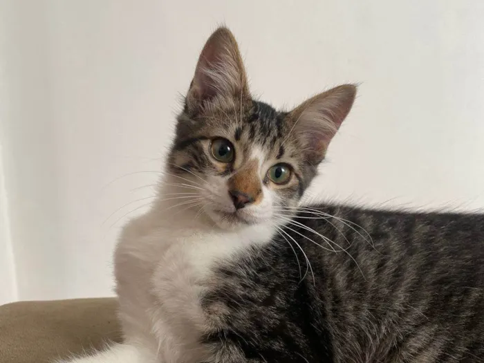 Gato ra a SRD-ViraLata idade 2 a 6 meses nome Triguinha