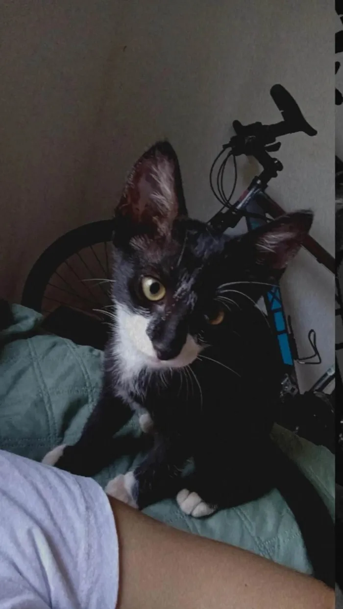 Gato ra a SRD-ViraLata idade 7 a 11 meses nome Pretinha 