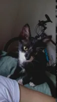 Pretinha
