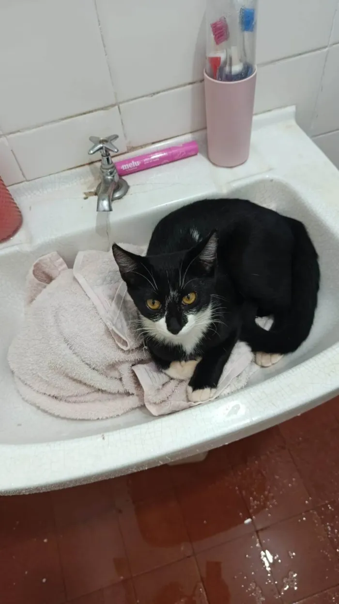 Gato ra a SRD-ViraLata idade 7 a 11 meses nome Pretinha 