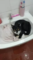 Pretinha