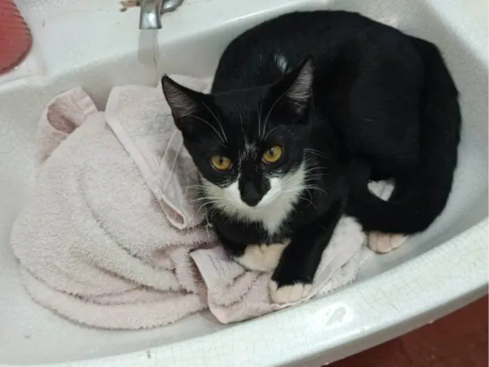Gato ra a SRD-ViraLata idade 7 a 11 meses nome Pretinha 