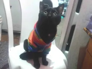 Gato raça SRD-ViraLata idade 7 a 11 meses nome Sebastian Bha