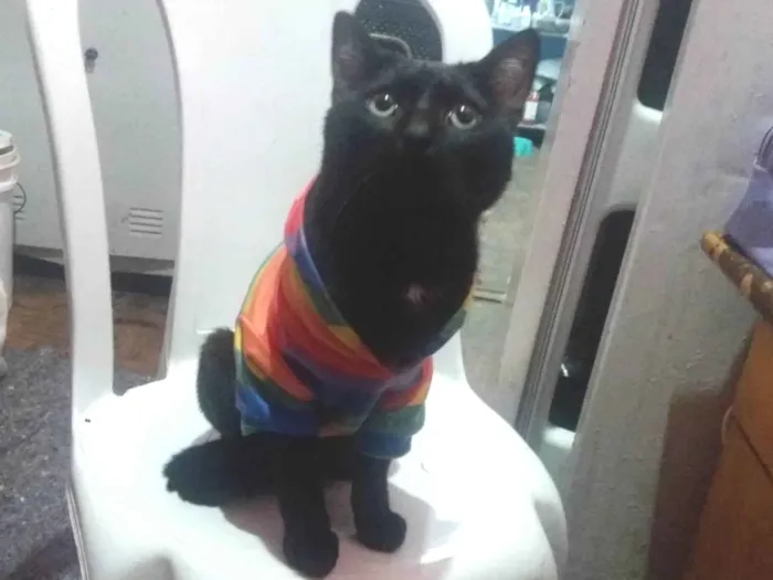 Gato ra a SRD-ViraLata idade 7 a 11 meses nome Sebastian Bha