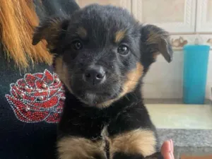 Cachorro raça SRD-ViraLata idade Abaixo de 2 meses nome Titãn, Pérola, Cinzinha, Mordisca 