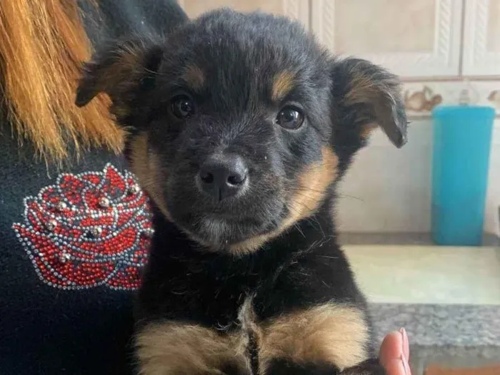 Cachorro ra a SRD-ViraLata idade Abaixo de 2 meses nome Titãn, Pérola, Cinzinha, Mordisca 