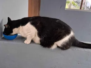 Gato raça SRD-ViraLata idade 6 ou mais anos nome Pipoca