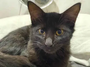 Gato raça SRD-ViraLata idade 2 a 6 meses nome Pretinha