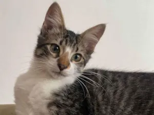 Gato raça SRD-ViraLata idade 2 a 6 meses nome Triguinha