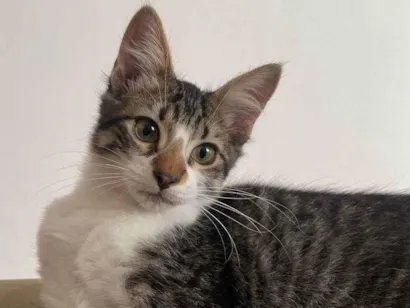 Gato raça SRD-ViraLata idade 2 a 6 meses nome Triguinha