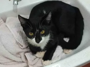 Gato raça SRD-ViraLata idade 7 a 11 meses nome Pretinha 