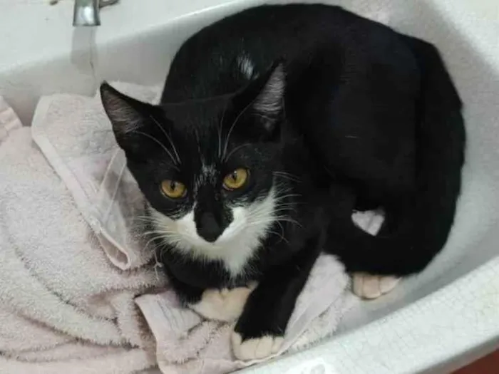 Gato ra a SRD-ViraLata idade 7 a 11 meses nome Pretinha 