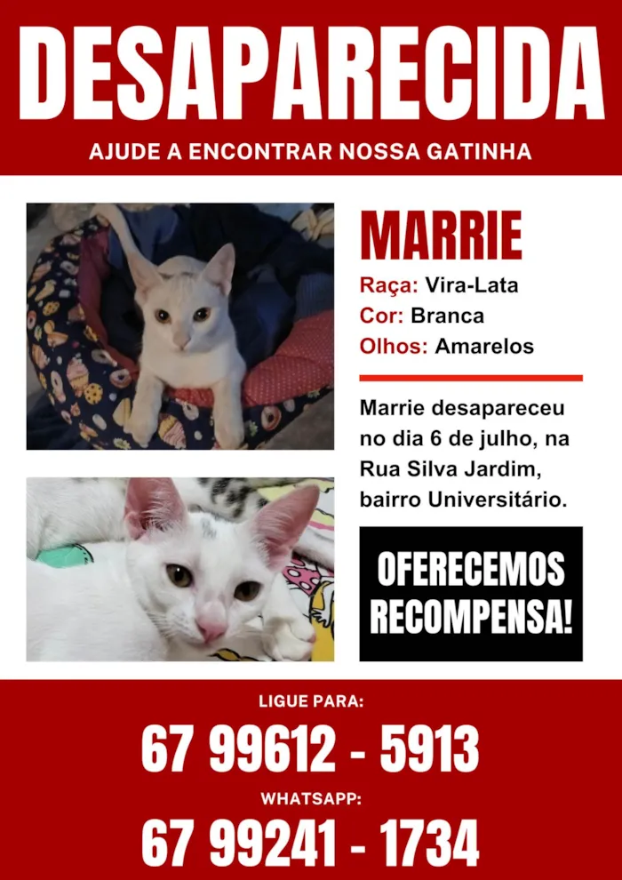 Gato ra a SRD-ViraLata idade 7 a 11 meses nome MARRIE