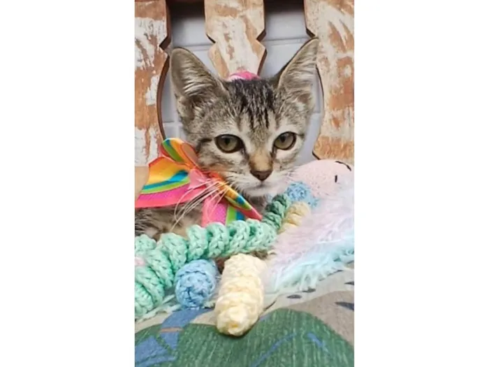 Gato ra a SRD-ViraLata idade 2 a 6 meses nome TYNA