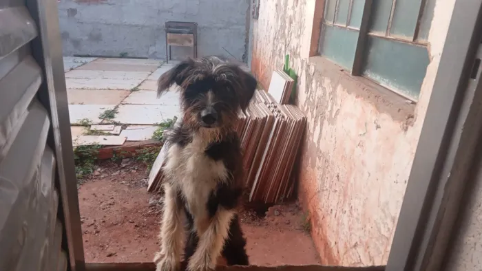 Cachorro ra a SRD-ViraLata idade 7 a 11 meses nome Bolinha 