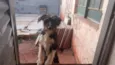 Bolinha