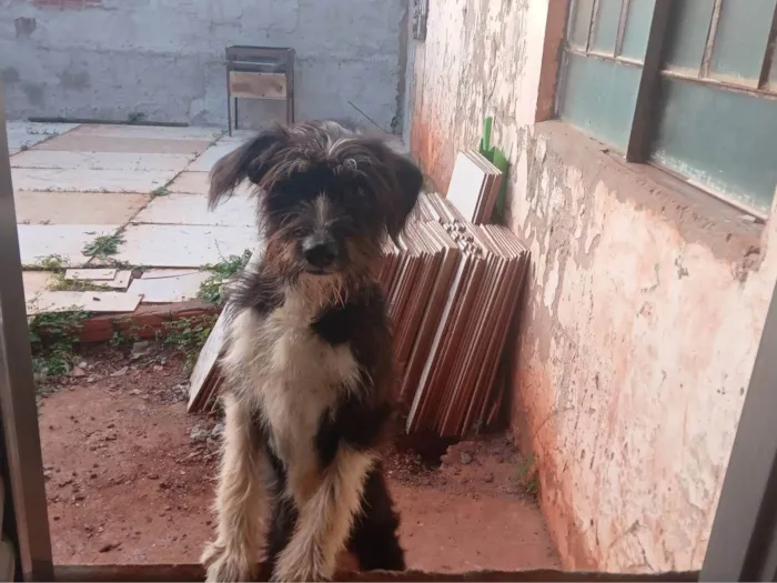 Cachorro ra a SRD-ViraLata idade 7 a 11 meses nome Bolinha 
