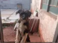 Bolinha