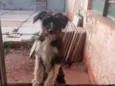 Bolinha