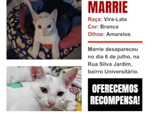 Gato raça SRD-ViraLata idade 7 a 11 meses nome MARRIE