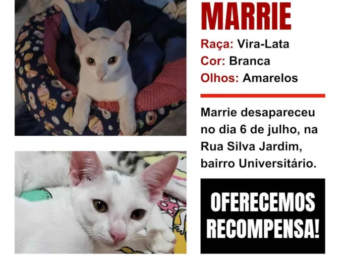 Gato ra a SRD-ViraLata idade 7 a 11 meses nome MARRIE