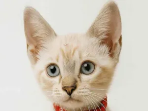 Gato raça SRD-ViraLata idade Abaixo de 2 meses nome Melissa